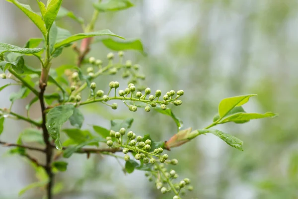Κεράσι Πουλιών Prunus Padus Κλαδί Μπουμπούκια Μετά Βροχή Την Άνοιξη — Φωτογραφία Αρχείου