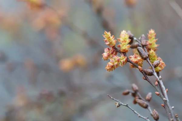 Berkembang Sweetgale Myrica Gale Dengan Latar Belakang Kabur — Stok Foto