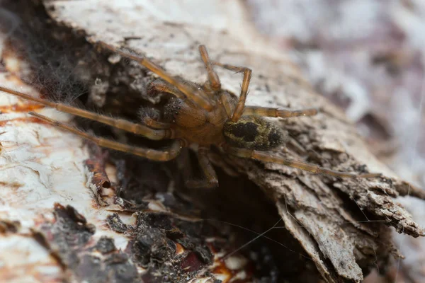 Aranha Teia Renda Amaurobius Similis Madeira Foto Macro — Fotografia de Stock