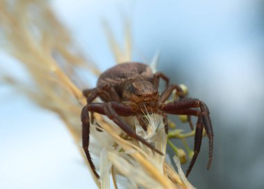Çift şeritli yengeç-örümcek, saman üzerinde Xysticus bifasciatus