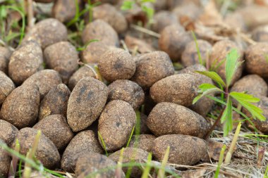 Kuru geyik dışkılarının kapanışı