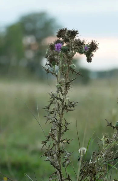 Spear Thistle Cirsium Vulgare Front Meadow — Stock Photo, Image