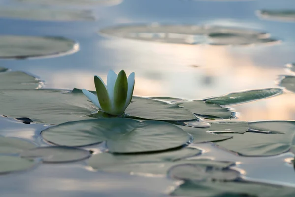 Europeisk Vitnäckros Nymphaea Alba Lugn Sjö — Stockfoto