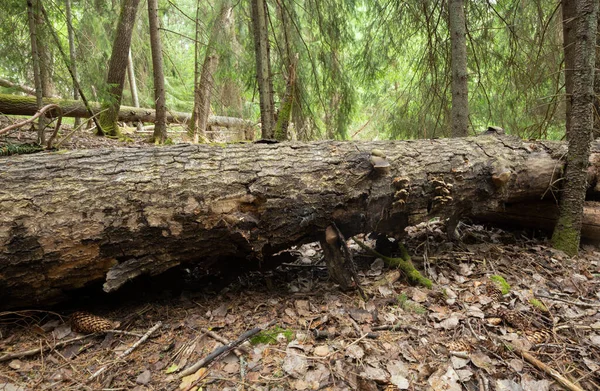 Grande Tronco Álamo Floresta Habitat Importante Para Muitas Espécies Diferentes — Fotografia de Stock