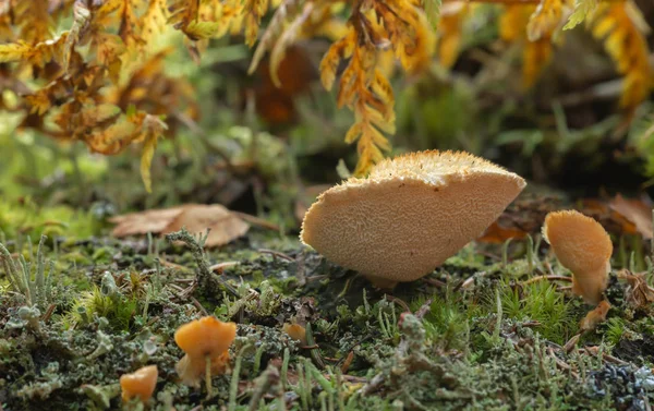 Climacocystis Borealis Wächst Auf Holz — Stockfoto