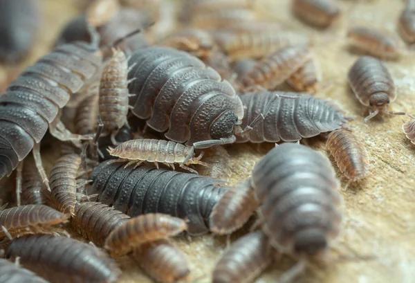 Viele Raue Asseln Porzellansäbel Auf Holz — Stockfoto