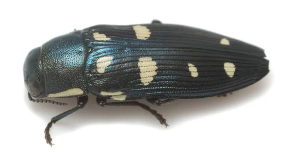 Closeup Jewel Beetle Buprestis Octoguttata Photographed White Background — Stock Photo, Image