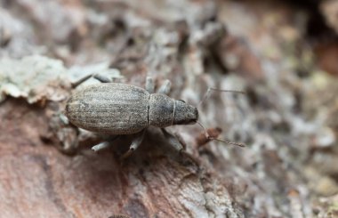 Buğday biti, çam kabuğunda Brachyderus incanus
