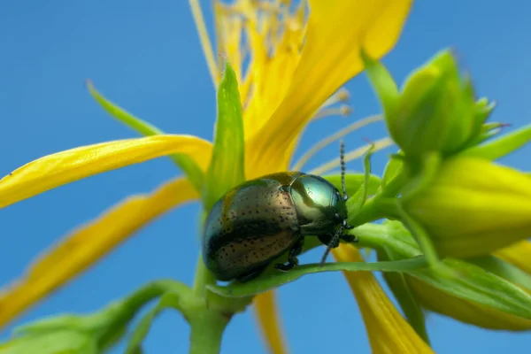 Lesser John Wort Beetle Chrysolina Hyperici John Wort — 스톡 사진