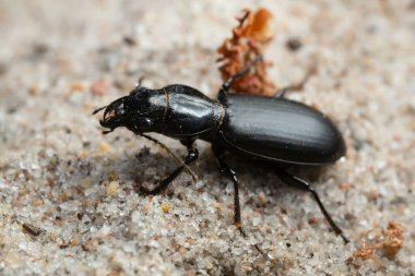Zemin böceği Broscus sefalotlarının kumdaki makro fotoğrafı.