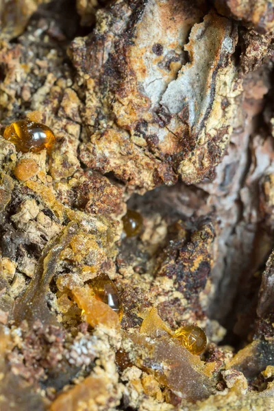 Closeup Resin Pine Wood — 스톡 사진