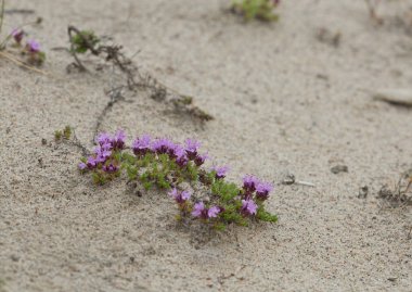 Breckland Thyme, Thymus Serpillum kum arasında büyüyor