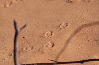 Bir çöl faresinin ayak izleri kırmızı kumda iz bırakır.