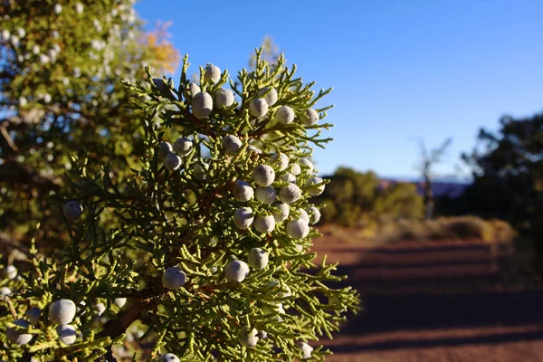 Healthy juniper berries on a tree in desert country