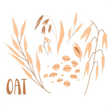 Mısır gevreği bitkileri, yulaf ezmesi taneleri beyaz arka planda izole edilmiş. Tahılların düz çizimi. Sağlıklı beslenme logosu, ambalaj konsepti tasarımı.