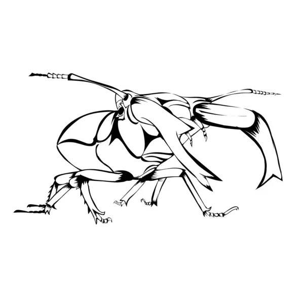 白底甲虫素描设计 — 图库矢量图片