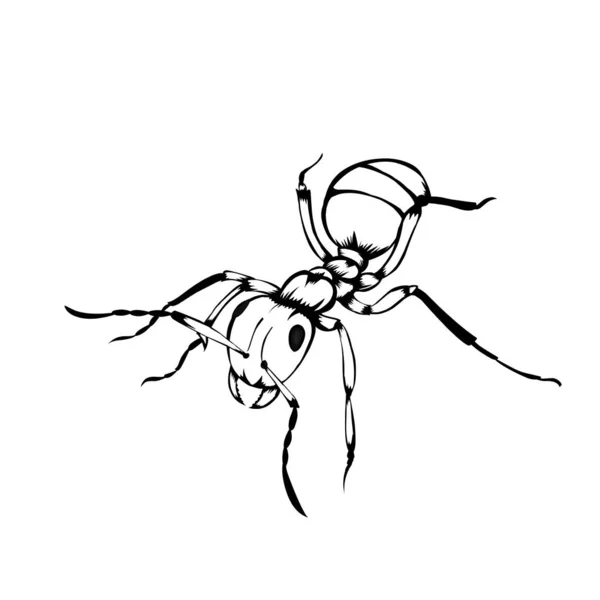 Croquis Conception Des Fourmis Insectes Sur Fond Blanc — Image vectorielle