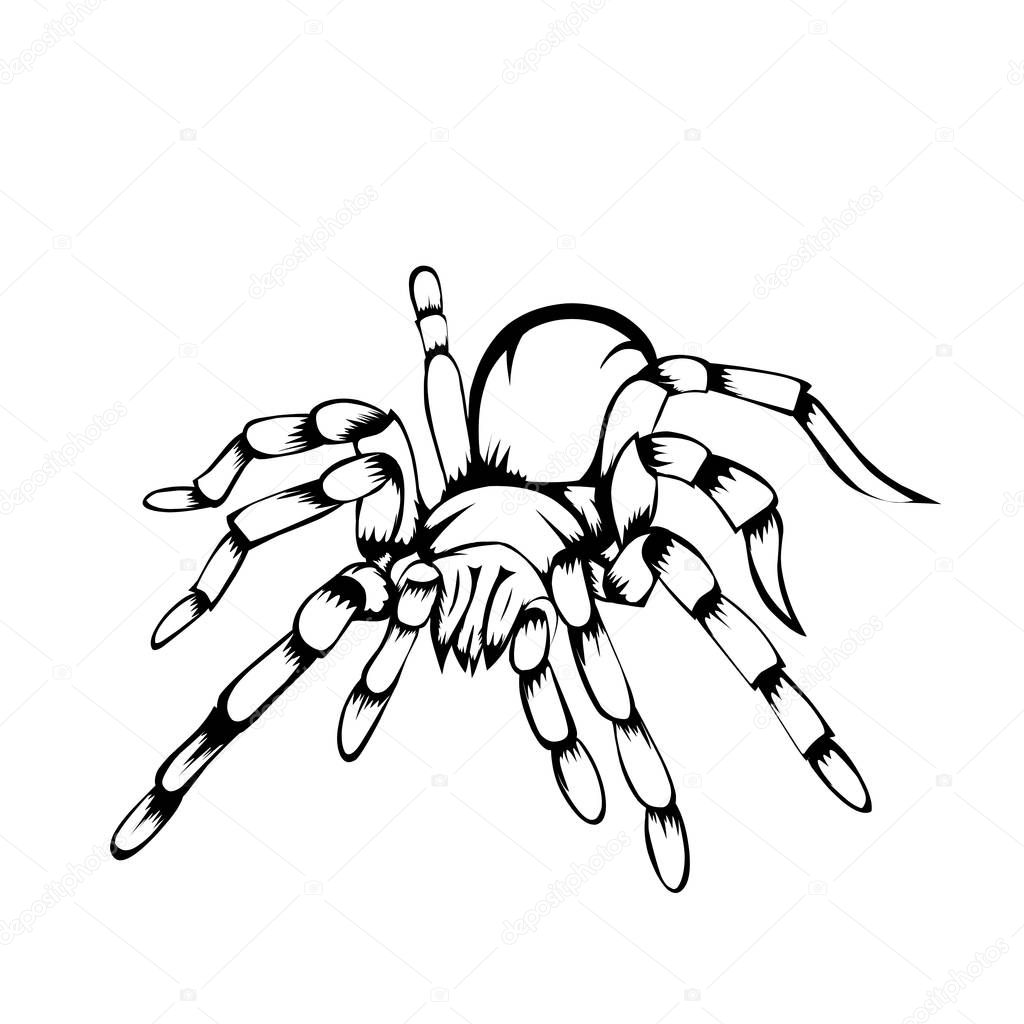 Sketch design of illustration tarantula on white background. 