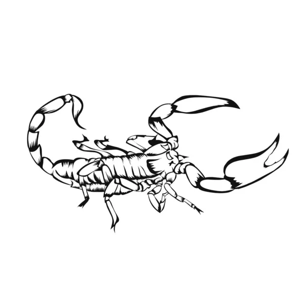Szkic Projektu Skorpion Białym Tle — Wektor stockowy