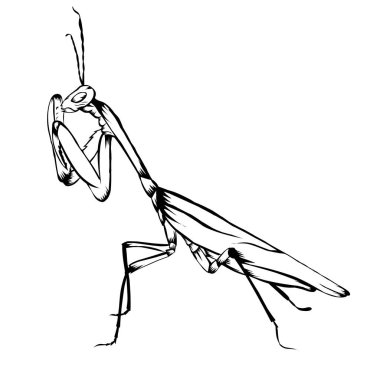 Sketch design of illustration Praying mantis vector Sketch design of illustration Praying mantis vector