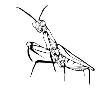 Sketch design of illustration Praying mantis vector Sketch design of illustration Praying mantis vector