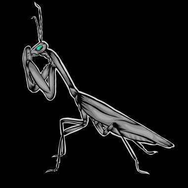 Simple design of illustration Praying mantis on black background vector Simple design of illustration Praying mantis on black background vector