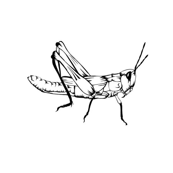 Beyaz arkaplanda çizim çizimi Grasshopper 
