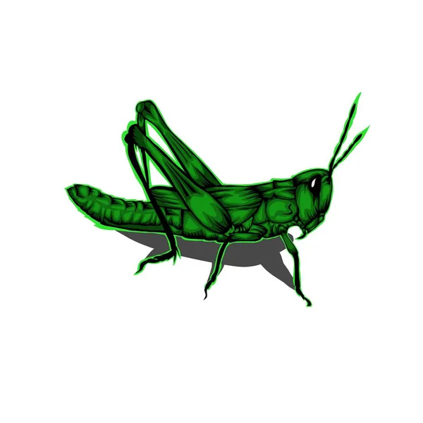 Jednoduchý Design Ilustrace Kobylka Zelená — Stockový vektor