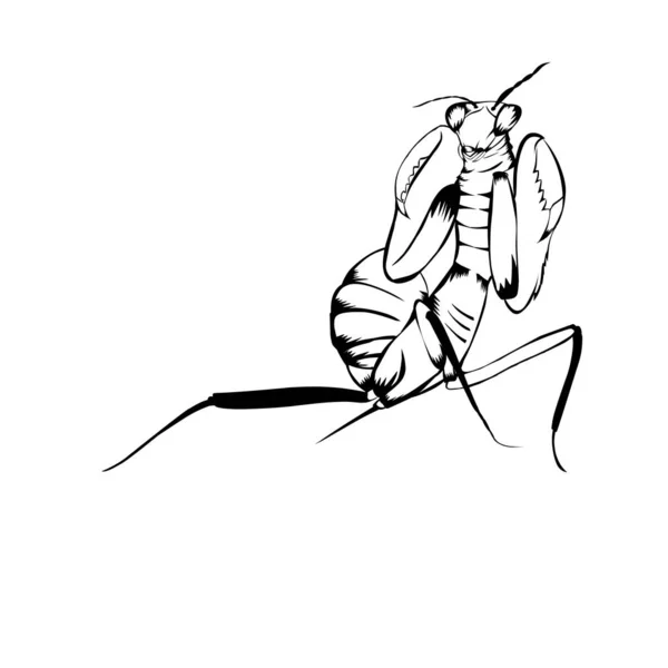Sketch Design Illustration Praying Mantis — Stock Vector