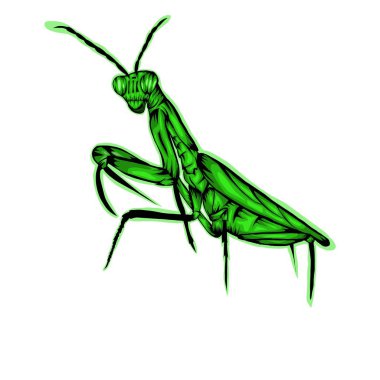 Simple design of illustration Praying mantis on White background vector Simple design of illustration Praying mantis on White background vector