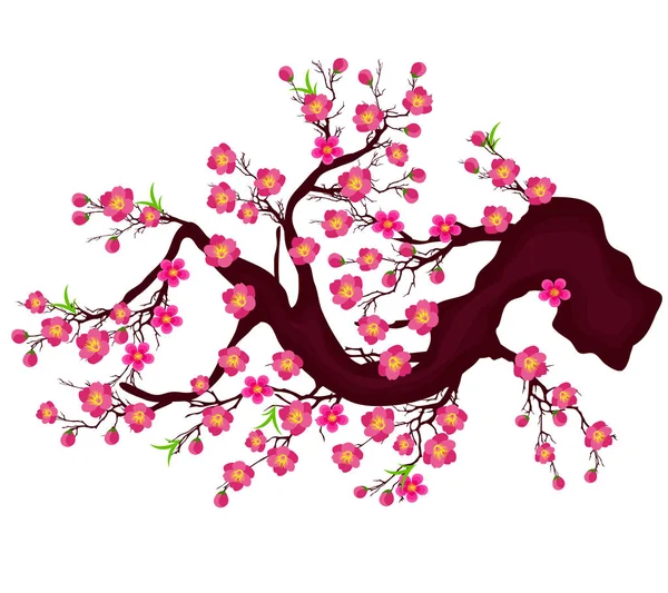 Vector Cherry blossom for Chinese New Year and lunar new year — Stock Vector
