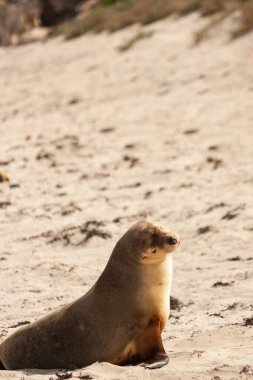 Seal Bay Kanguru Adası Avustralya 'da Deniz Aslanı