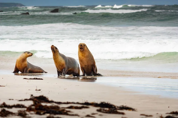 アザラシ湾のアシカ｜カンガルー島オーストラリア — ストック写真