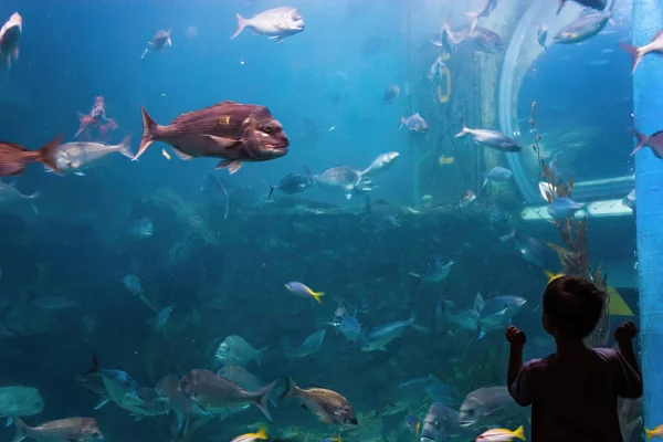 Akvaryumun önündeki bir çocuğun silueti.