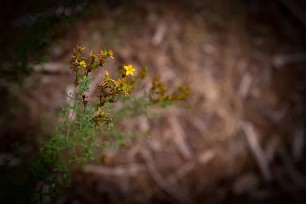 Blomma i skogen skjuten på Adelaide Austrailia — Stockfoto