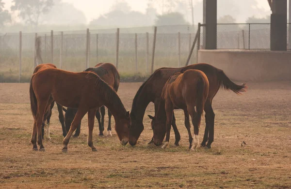 Sisli bir sabahta otlayan atlar