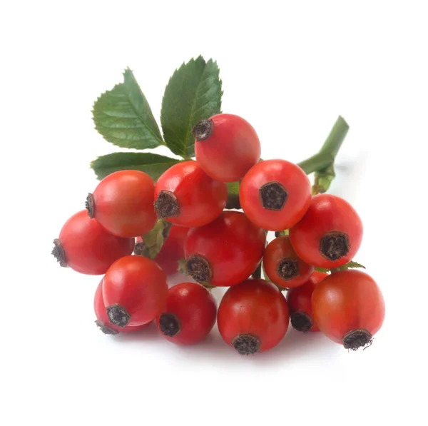 Rosehip — Stock Photo, Image