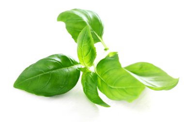 Basil Yaprakları 'nın yakın çekim görüntüsü beyaza izole edildi