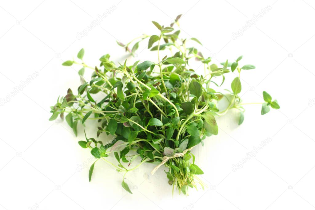 close-up shot of Bunch of Thyme Isolated On White