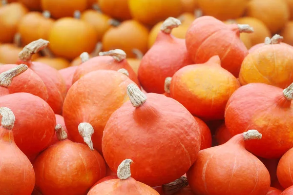 Close Shot Small Pumpkins Background — ストック写真