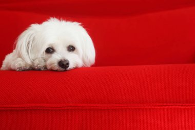 White Maltese Dog On A Red Background clipart