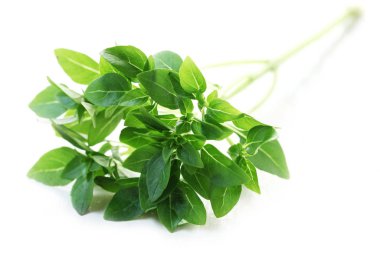 Yunan basil beyaz izole