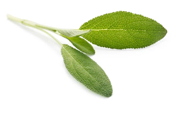 Close Shot Leaves Sage Isolated White — Stok Foto