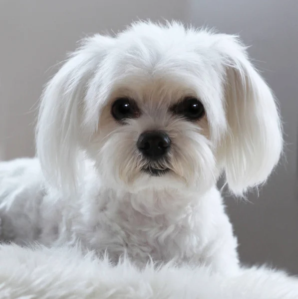 Portrait White Maltese Dog Looking Camera — Stock Photo, Image