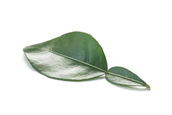 Kaffir Lime Leaves Isolated White — Stock Photo, Image