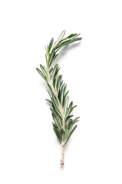 Twig Rosemary Isolated White — Stock Photo, Image