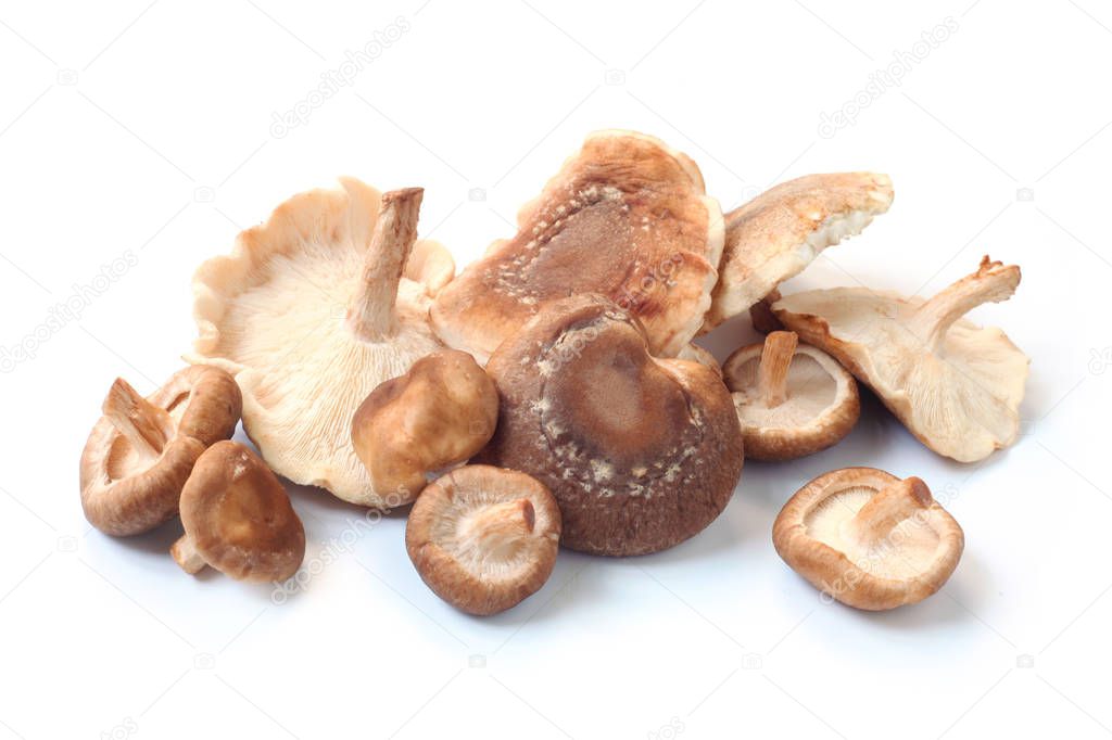 close-up shot of Shiitake Mushrooms Isolated On White