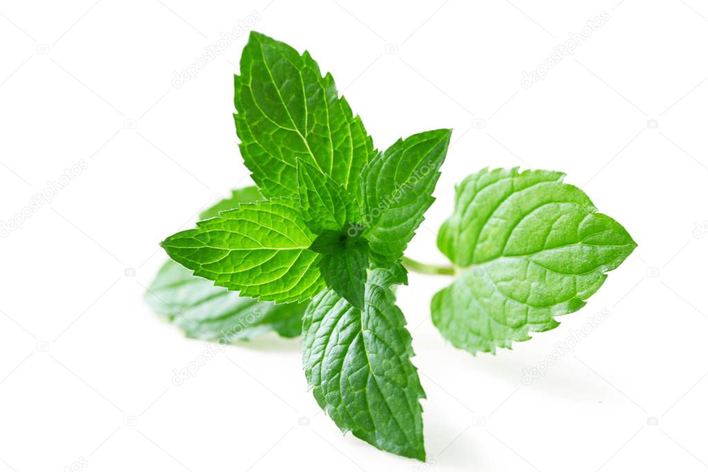 close-up shot of Mint Leaf Isolated On White