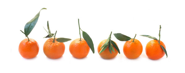 close-up shot of Tangerines In A Row Isolated On White