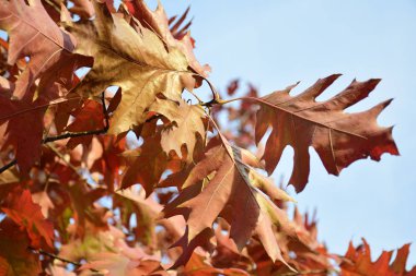 Sonbahar yaprakları gökyüzüne karşı. Renkli bir sonbahar. Sonbahar mevsiminde manzara. Sonbahar yaprakları arka plan.
